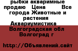 рыбки акваримные продаю › Цена ­ 30 - Все города Животные и растения » Аквариумистика   . Волгоградская обл.,Волгоград г.